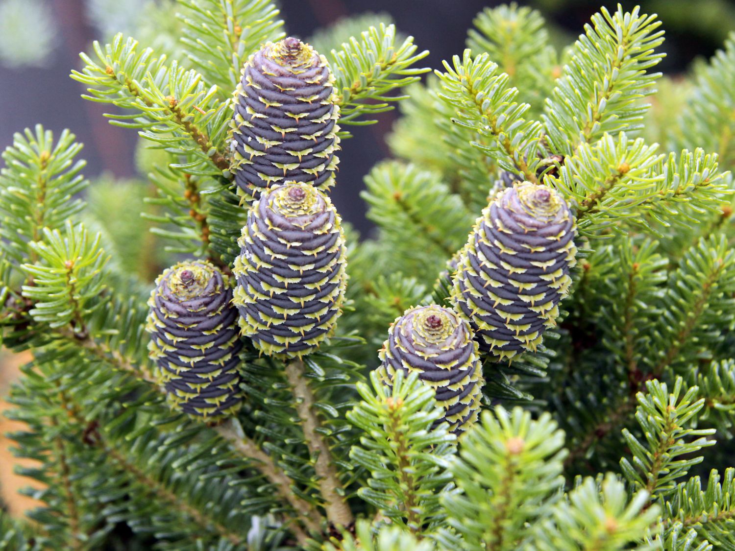 Abies koreana 